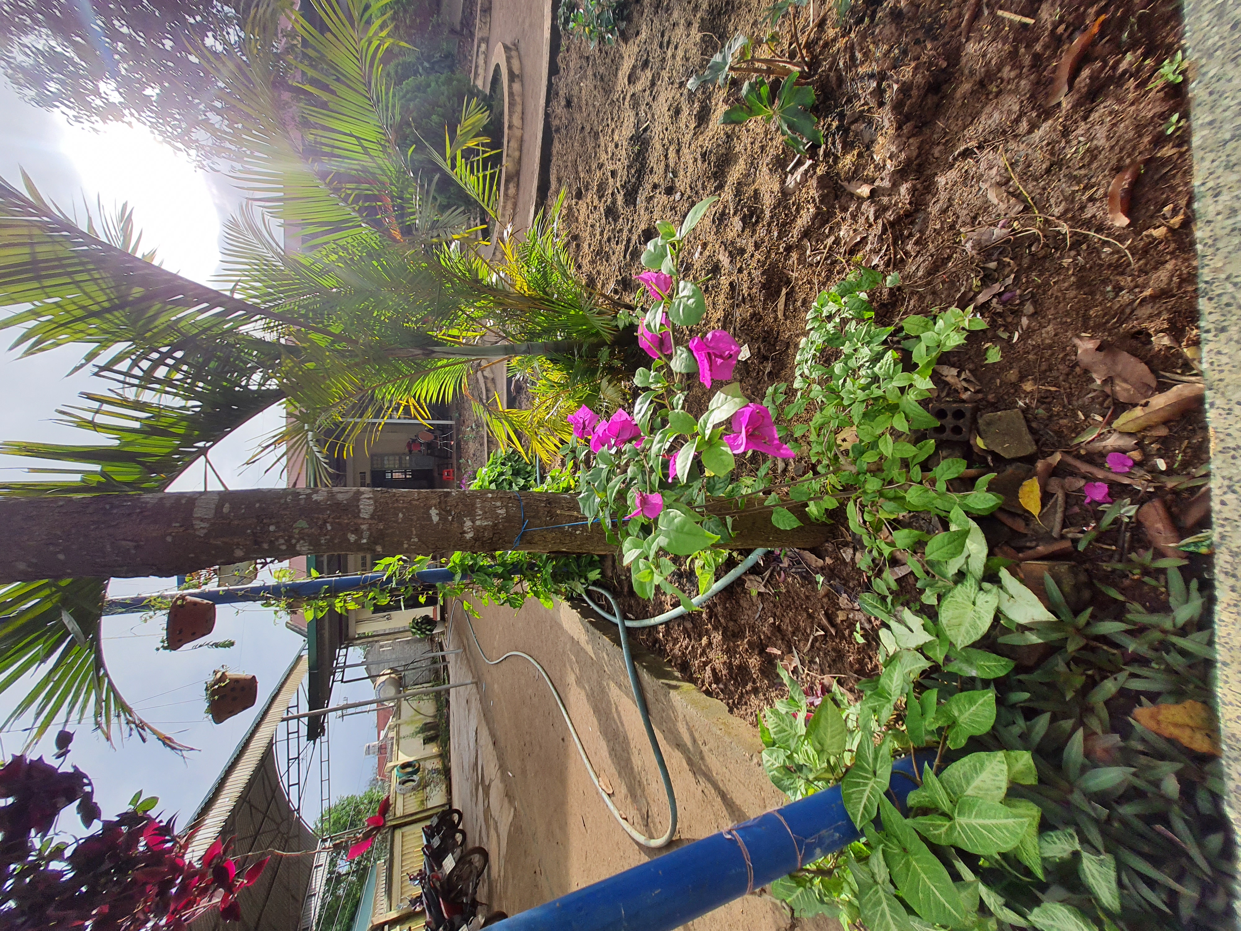 CẢI TẠO KHÔNG GIAN XANH TRONG SÂN TRƯỜNG. CẢI TẠO KHÔNG GIAN XANH TRONG SÂN TRƯỜNG.